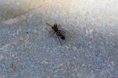 Leptorchestes berolinensis