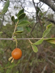 Vangueria triflora
