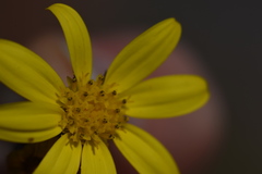 Osteospermum burttianum