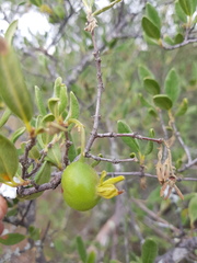 Vangueria triflora