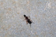 Leptorchestes berolinensis