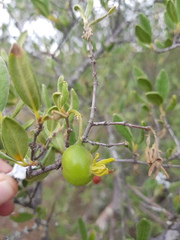 Vangueria triflora
