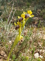 Ophrys fusca