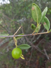 Vangueria triflora