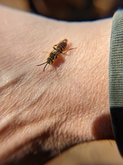 Nomada luteoloides