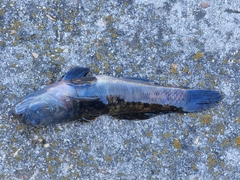 Caffrogobius nudiceps