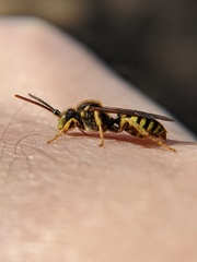 Nomada luteoloides