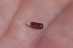 Osteospermum burttianum
