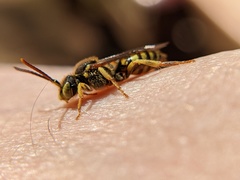 Nomada luteoloides