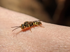 Nomada luteoloides