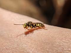 Nomada luteoloides