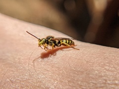 Nomada luteoloides