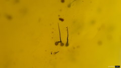 Sporothrix epigloea