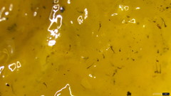Sporothrix epigloea