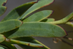 Osteospermum burttianum