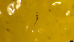 Sporothrix epigloea