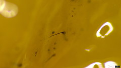 Sporothrix epigloea