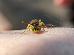 Nomada luteoloides