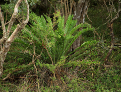 Encephalartos altensteinii