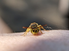 Nomada luteoloides