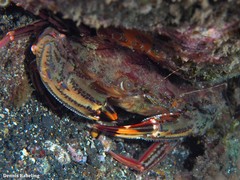 Cronius ruber