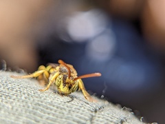 Nomada luteoloides