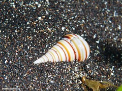 Pyramidella dolabrata