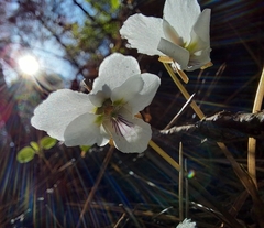 Viola lactiflora