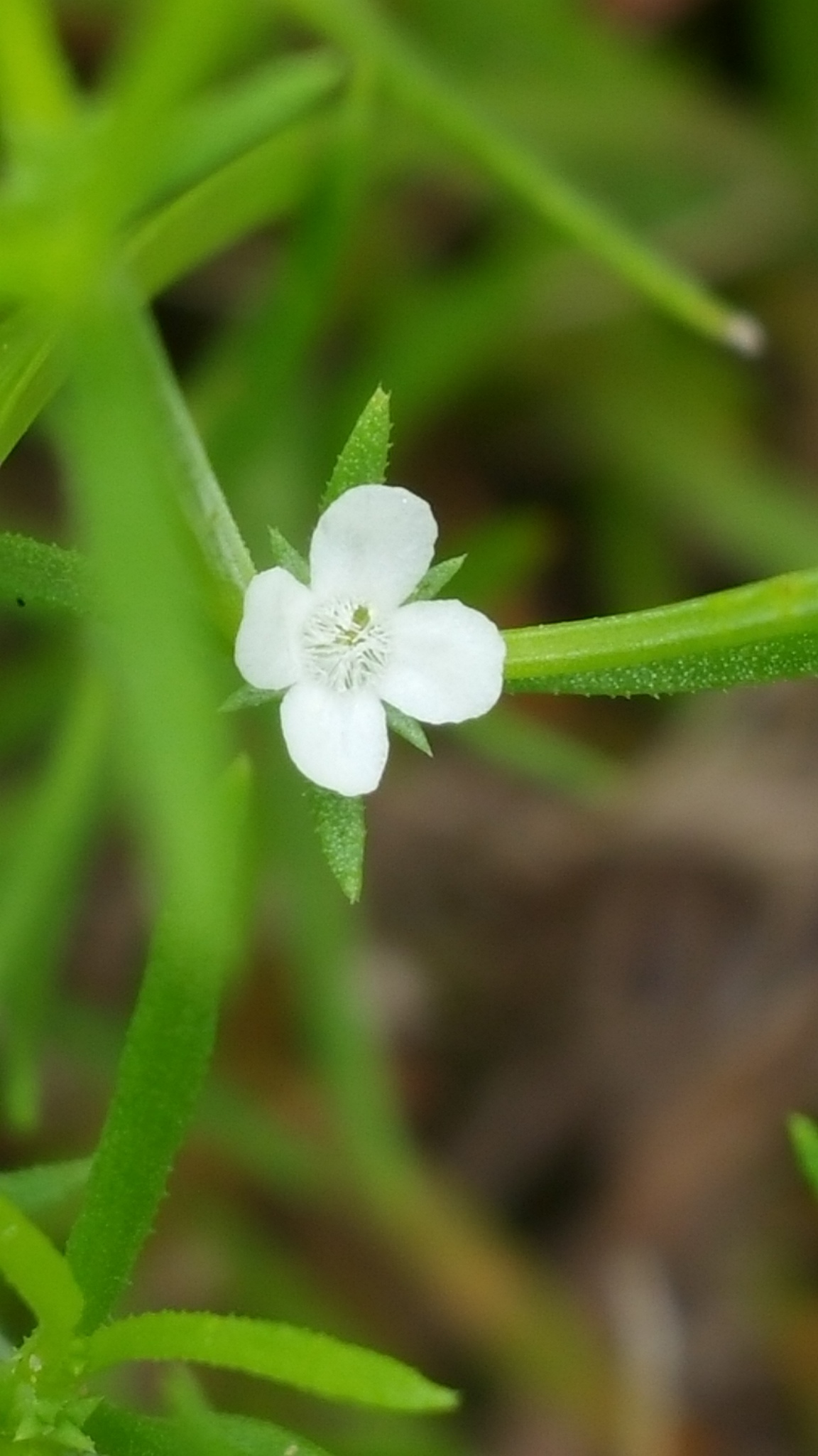 Tetrachondraceae