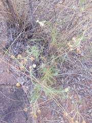 Eriocephalus longifolius