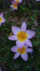 Tulipa saxatilis
