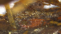 Gloiosphaera