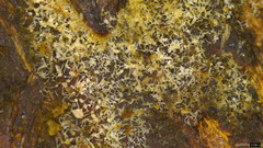 Gloiosphaera