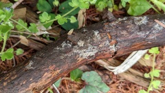 Gloiosphaera