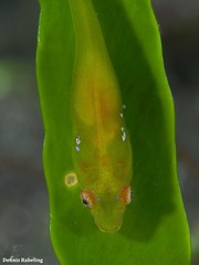 Opeatogenys cadenati