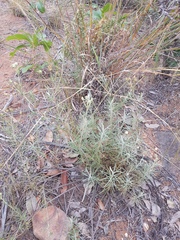 Eriocephalus longifolius