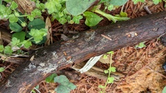 Gloiosphaera