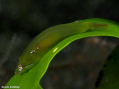 Opeatogenys cadenati