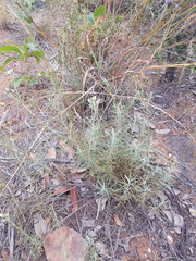 Eriocephalus longifolius