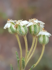 Eriocephalus longifolius