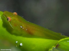 Opeatogenys cadenati