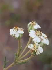 Eriocephalus longifolius
