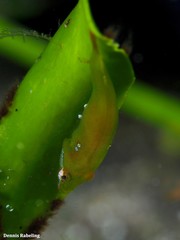 Opeatogenys cadenati