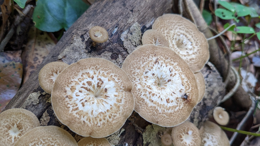 Lentinus arcularius · April 2022 · photo: © atsushi_nakajima_cirque (iNaturalist, cc-by)