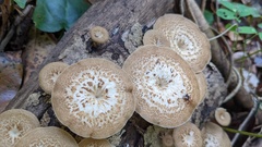 Lentinus arcularius