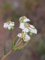 Eriocephalus longifolius