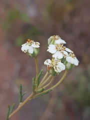 Eriocephalus longifolius