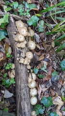 Lentinus arcularius