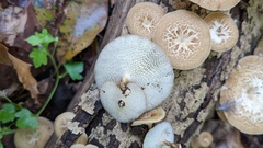 Lentinus arcularius