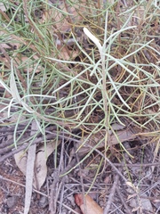 Eriocephalus longifolius